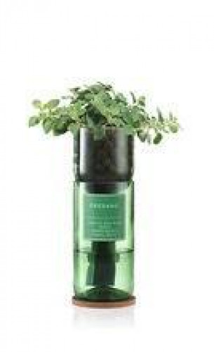 Hydro-Herb Kit Oregano