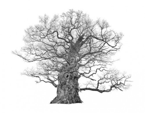 The Majesty Oak (Large) - Framed