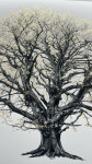 The King Beech (Medium) 22k SE - Framed