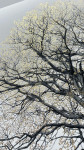 The King Beech (Medium) 22k SE - Framed