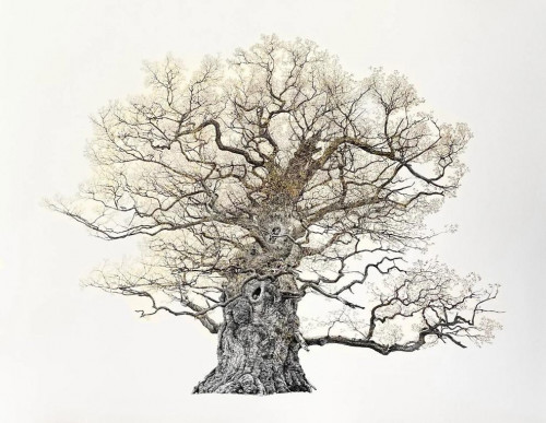 The Majesty Oak 24k (Large) - Framed