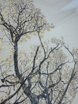 The Majesty Oak 24k (Large) - Framed