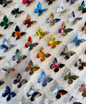 Rock 'N' Roll Butterflies (64) - Framed