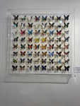 Rock 'N' Roll Butterflies (64) - Framed