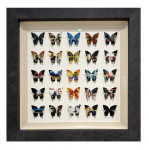 Box Office Butterflies - Framed