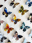 Box Office Butterflies - Framed