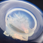 Rene Lalique opalescent glass moineau ashtray
