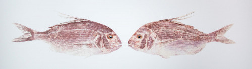 Deux Pagres Face to face