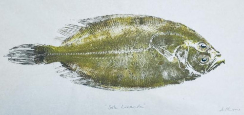 Sole Limande