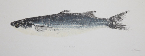 Grey Mullet