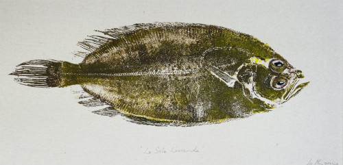 Sole Limande