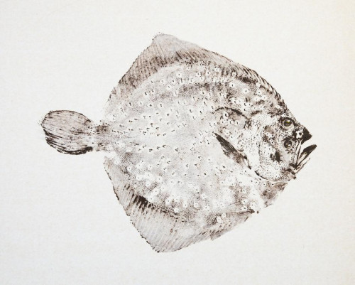 Turbot
