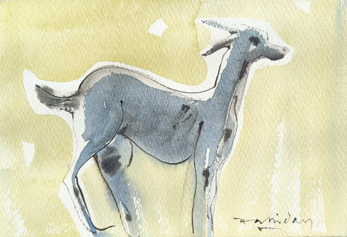 A Fawn