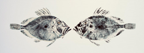 Two John Dory Face to Face