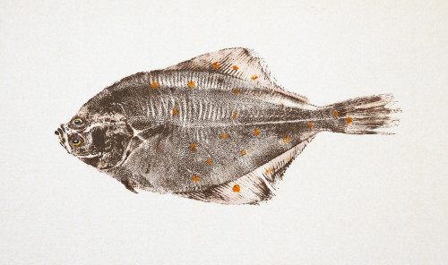 Plaice