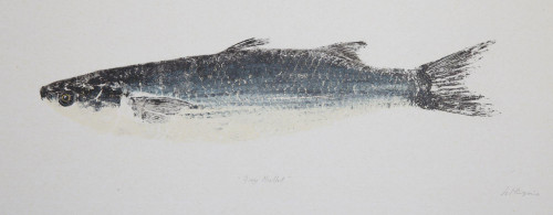 Grey Mullet
