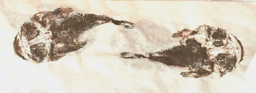 Monk Fish