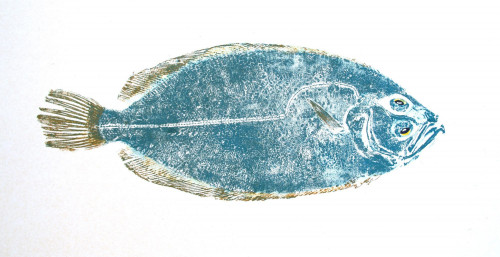 Lemon Sole II
