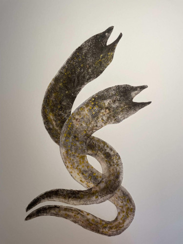 Moray Eels