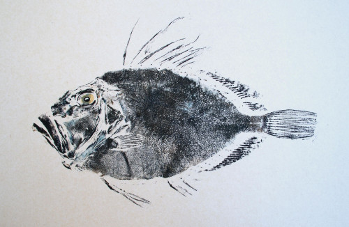 John Dory Bad Hair Day