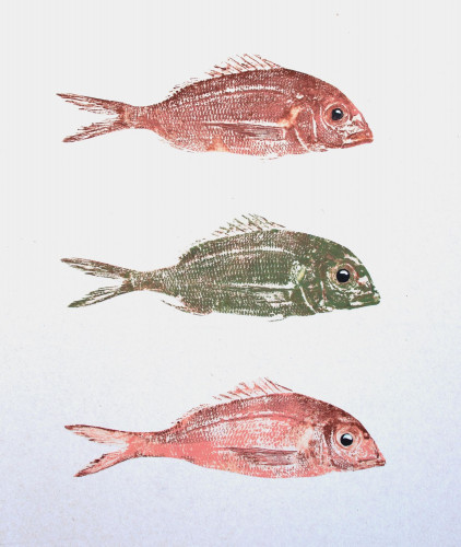 PInk and Green Sars