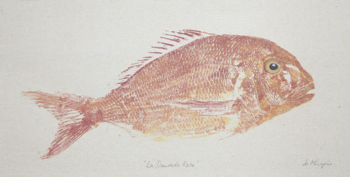 Daurade Rose