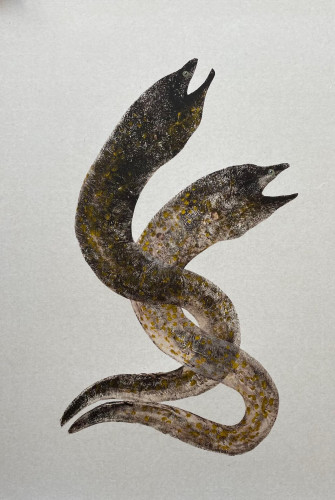 Moray Eels