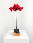 Rose hybride de thé 6