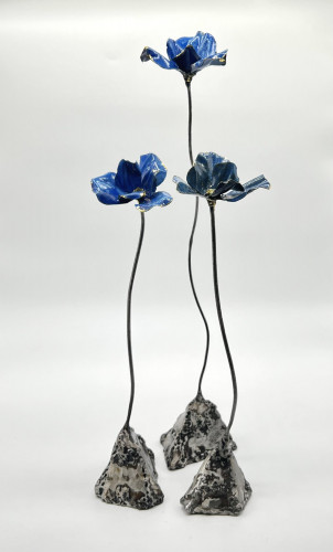 Pavot bleu de l'Himalaya #6