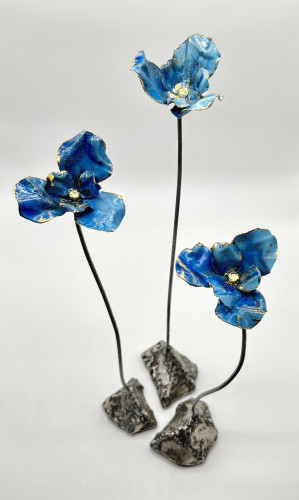 Pavot bleu de l'Himalaya #7