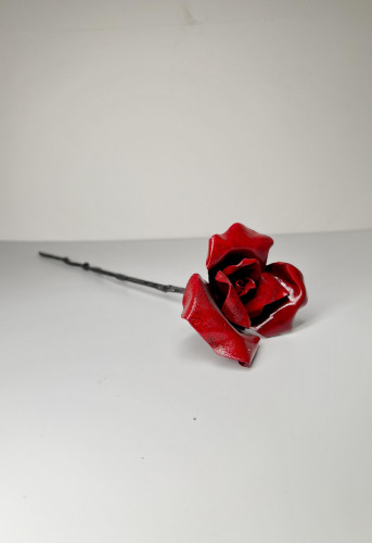 Rose hybride de thé #7