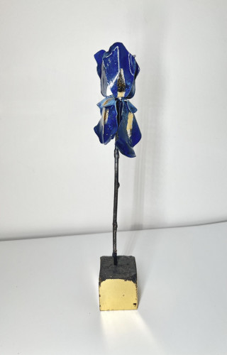 Tricolor Iris #1