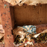 Mid 19th Century Howard and Sons Armchair