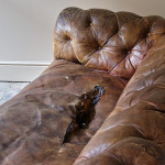 Early 20th Century Howard Style Chesterfield Sofa