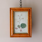 Set of  5 Botanical Images from 18th Century