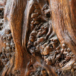 Large Burr Tree Stump Table
