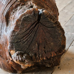 Large Burr Tree Stump Table