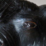 Large mid 20th century leather elephant