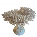 Mounted specimen brush coral