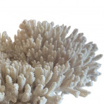 Mounted specimen brush coral