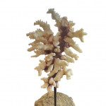 Mounted specimen brush coral