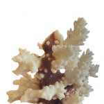 Mounted specimen brush coral