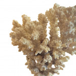 Mounted specimen brush coral