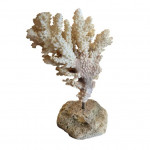 Mounted specimen brush coral
