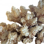 Mounted specimen brush coral