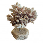 Mounted specimen brush coral