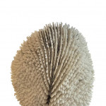 Mounted specimen tongue coral