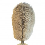 Mounted specimen tongue coral