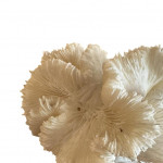 Mounted specimen lettuce coral