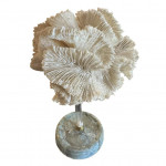 Mounted specimen lettuce coral